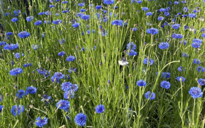 Centaurea cyanus